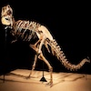 ديناصورات الثيروبودات مثل التربوصور باتار Tarbosaurus bataar كانت تكتسب أحجامًا كبيرة أو صغيرة بعدة طرق مختلفة.